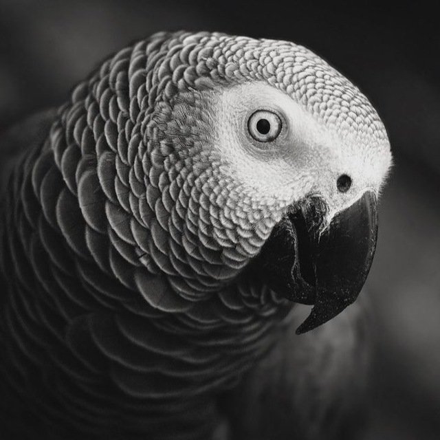 African Gray Parrot Certified Breeder